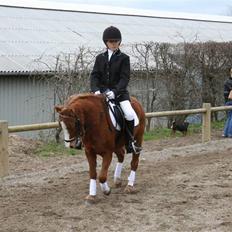 Welsh Mountain (sec A) Juni RIP