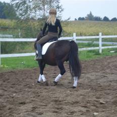 Anden særlig race Selina  - solgt -