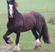 Irish Cob Romanys Ryan