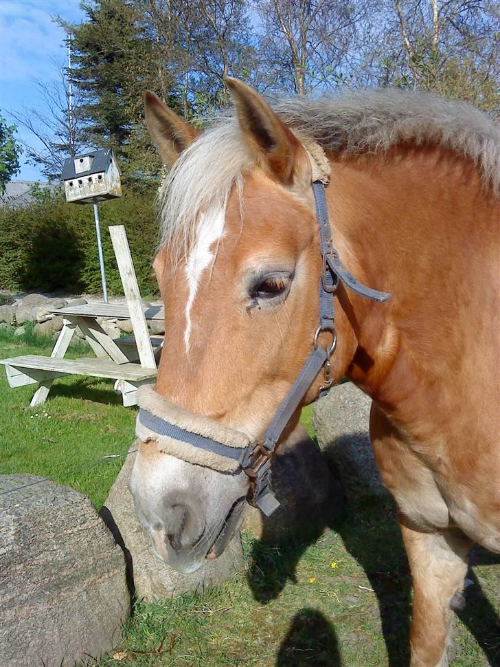 Haflinger Sisse  - Velkommen til Sisses profil smid da lige en bedømmelse og en kommentar inden i går=) NYT sommer 09 billede 1