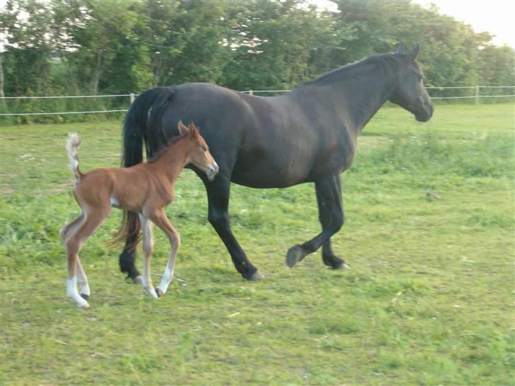 Anden særlig race Zacho's Leica<3 (mum) - den første trav ned over marken;) billede 3