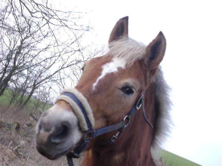 Haflinger Sisse  - Heey hørte jeg lige lyden af en raslende pose? mon det er gulerødder eller en godbid? | MUL FOTO | billede 2