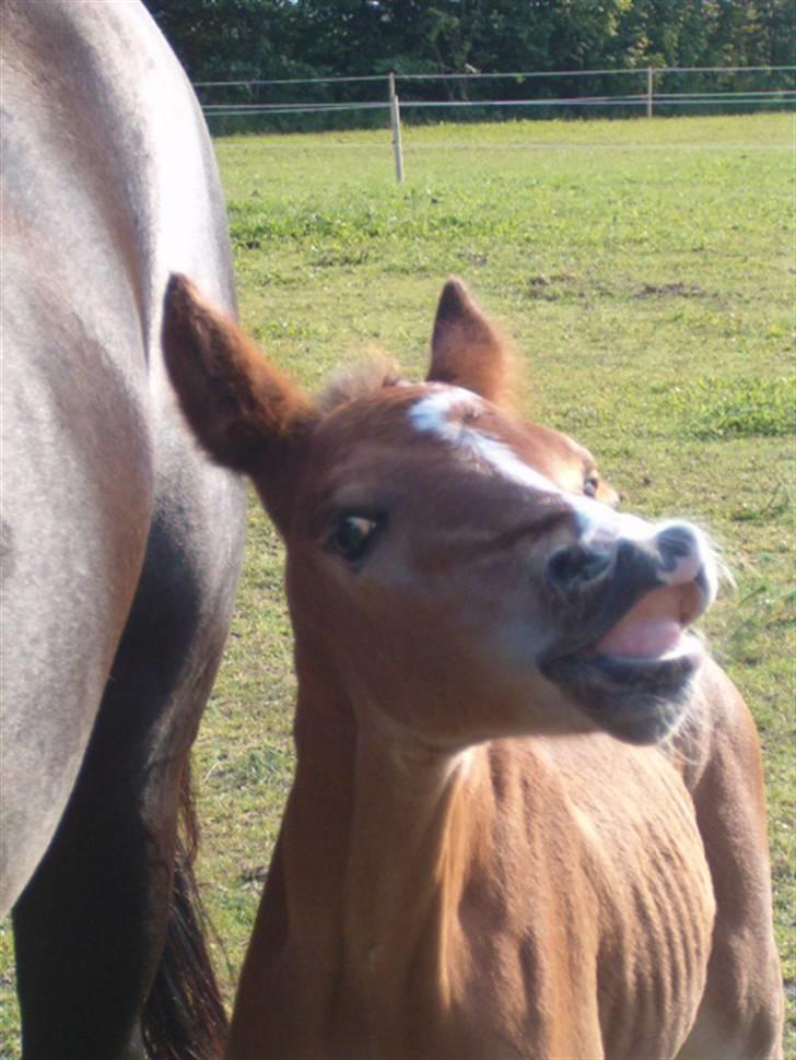 Anden særlig race Zacho's Charlie  - SMIL til fotografen.. billede 3