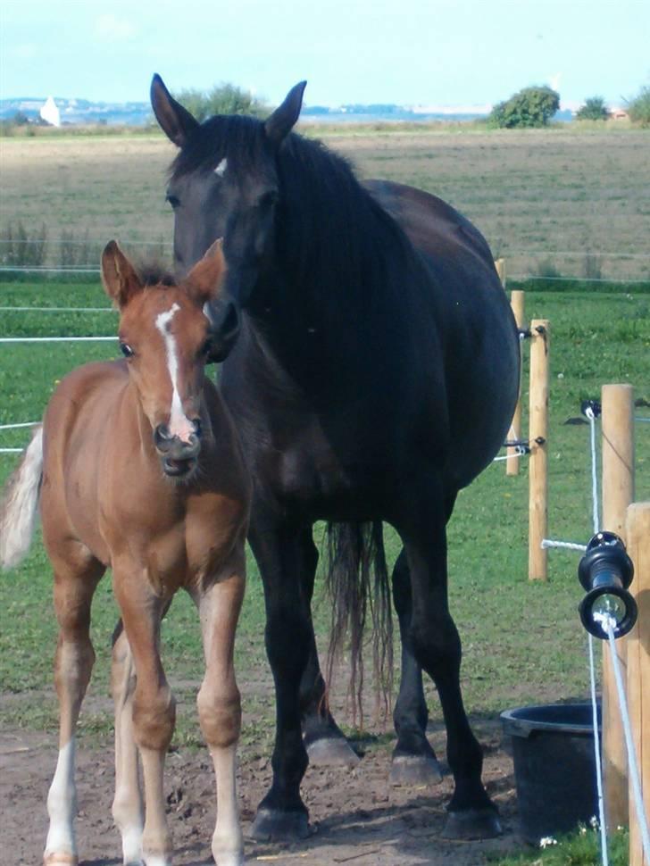 Anden særlig race Zacho's Charlie  - Her er de to dejlige heste Leica og Sir Charlie. billede 4