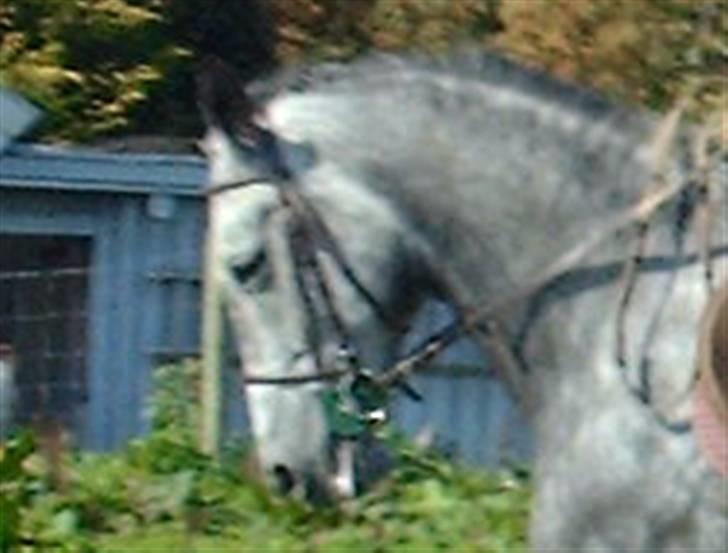 Holstener Zeênia - engang helpart billede 20