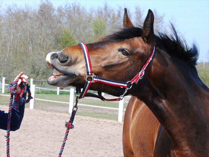 Anden særlig race Elmegaardens Mogcy - Nyt d. 25/4 - Mogcys nyeste trick ! SMILEEEEØH :D - taget af stine :D billede 9