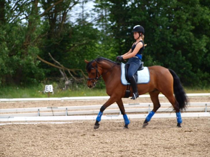 DSP Lanciano Kærlund A-PONY billede 12