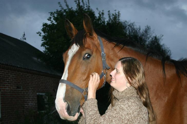 Dansk Varmblod Chievo - Efter løsspringning billede 1