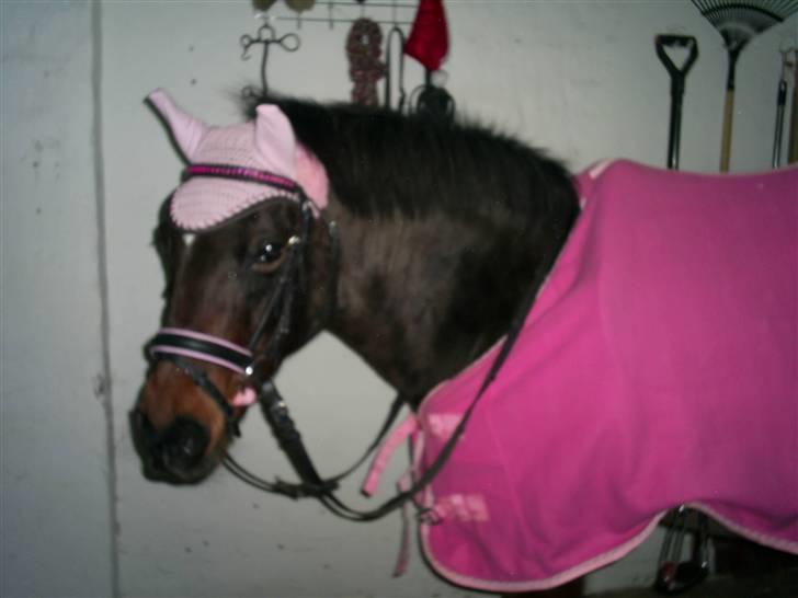 New Forest »{Miss Tanja }« † 04-05-09 † - Prinsesse <3 billede 3