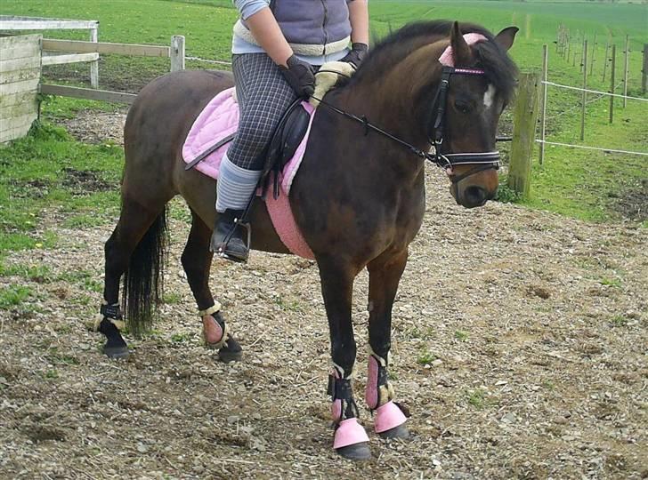 New Forest »{Miss Tanja }« † 04-05-09 † - <3 billede 5