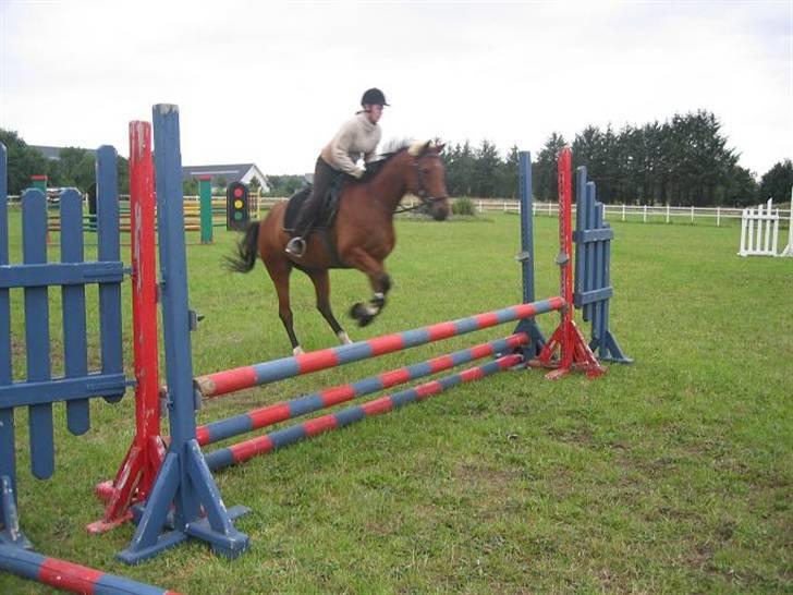 Anden særlig race Florentine billede 9