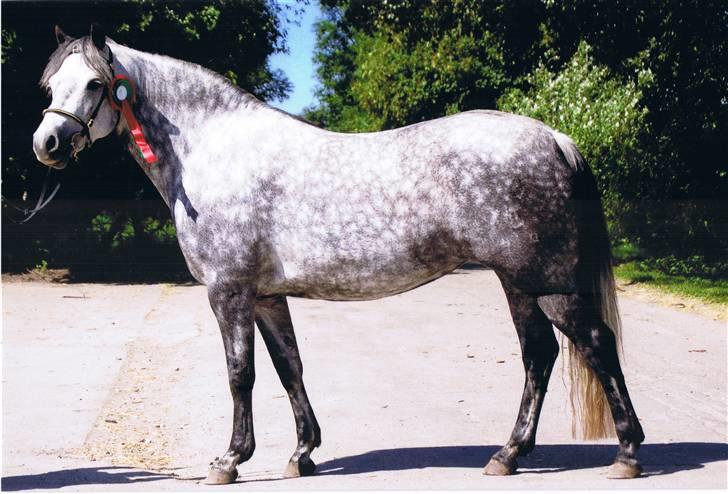 Connemara Elmelys River Dance  billede 6