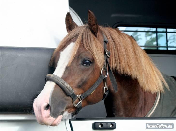 Welsh Pony af Cob-type (sec C) Maylie Selwyn kåret Hings billede 8