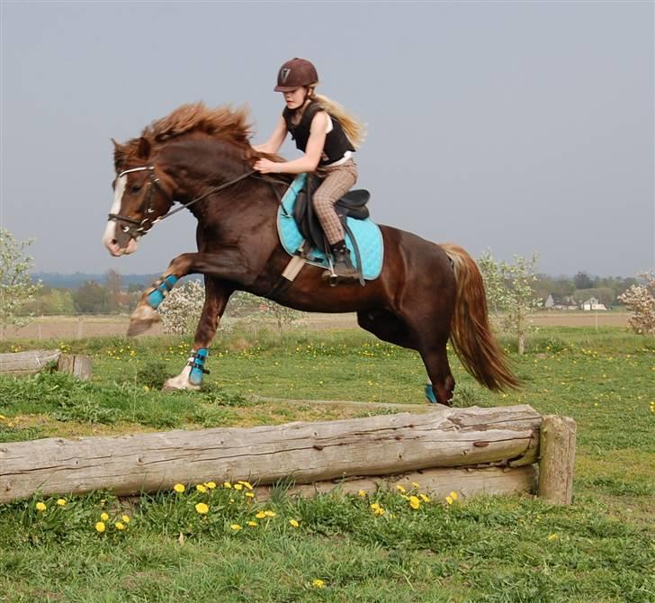 Welsh Pony af Cob-type (sec C) Maylie Selwyn kåret Hings billede 9