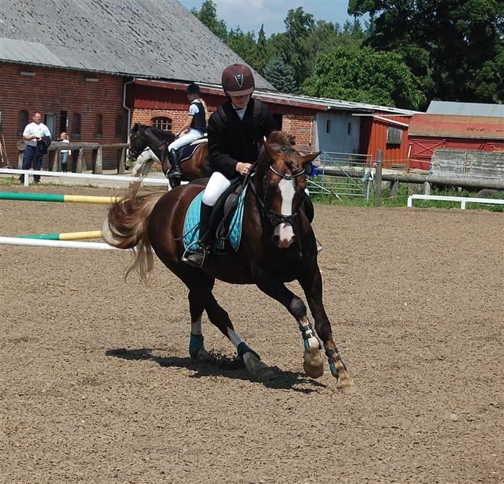 Welsh Pony af Cob-type (sec C) Maylie Selwyn kåret Hings billede 11