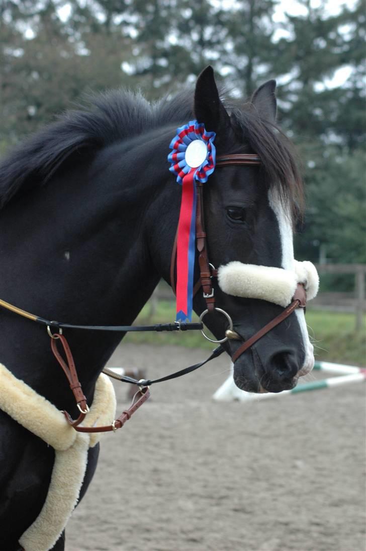 Holstener Priors Maluta billede 13