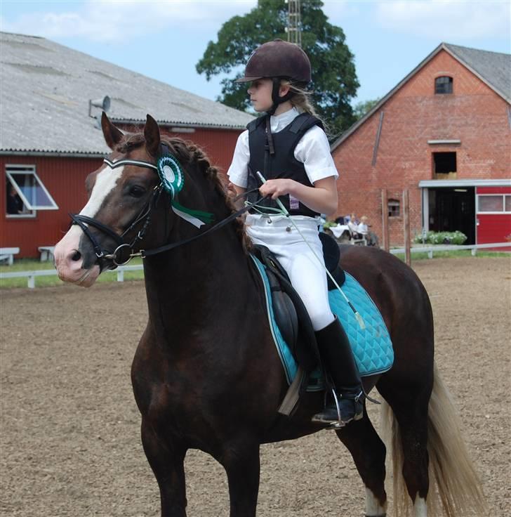 Welsh Pony af Cob-type (sec C) Maylie Selwyn kåret Hings billede 12