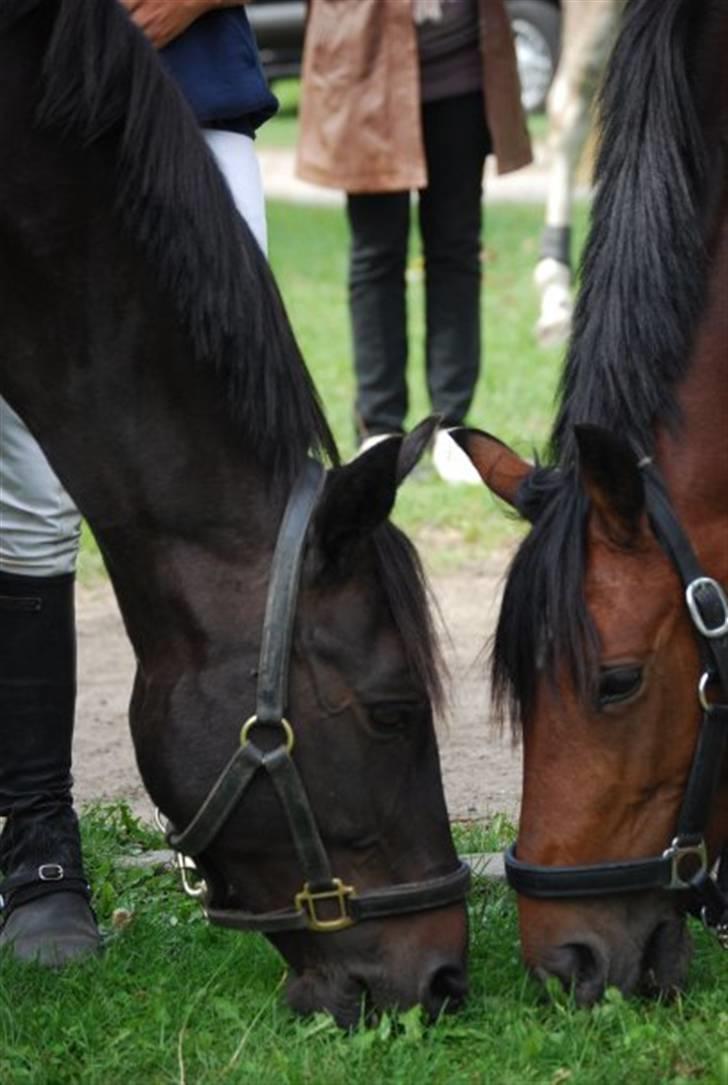 Knabstrupper Lotus corniculatus-solgt - Tue og Limse  billede 2