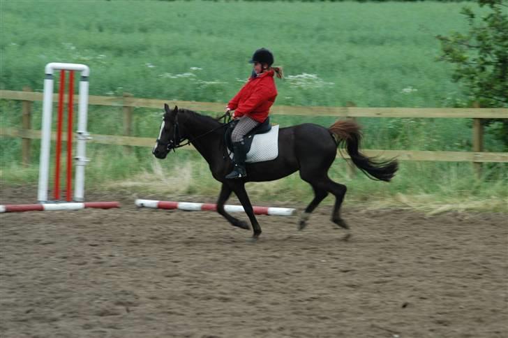 Welsh Pony af Cob-type (sec C) Nanna. - Vi elsker at ride en hurtig galop og det gør vi så ofte vi må og kan. billede 8