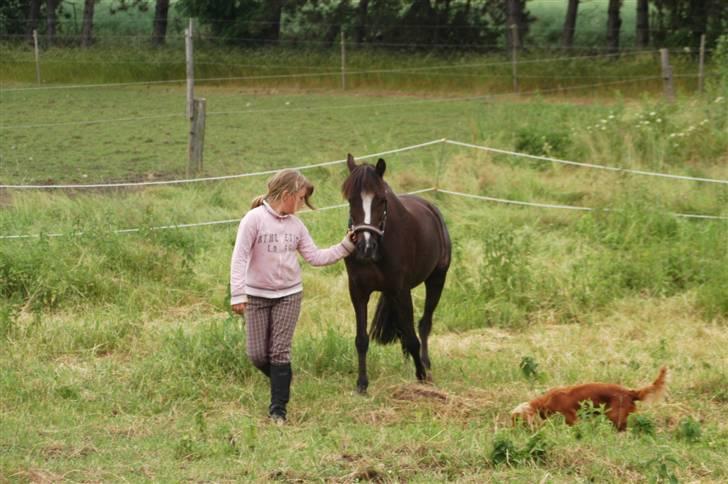 Welsh Pony af Cob-type (sec C) Nanna. - En hyggestund med græsning er slut. Nanna skal ind for i dag. billede 9