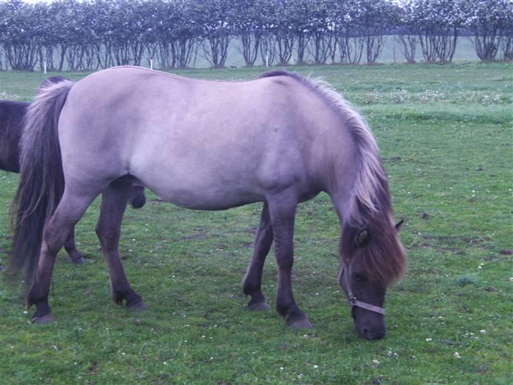 Islænder Helga fra Dolmer - kønne helga billede 14
