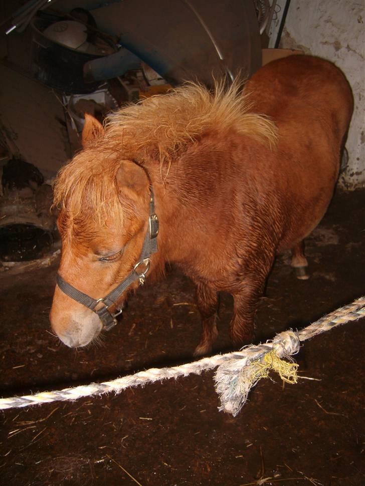 Shetlænder Mosbækmindes Samuel SOLGT - Jeg er lige ved at blive vasket lidt, så jeg kan blive pæn til at jeg skal i byen! billede 6