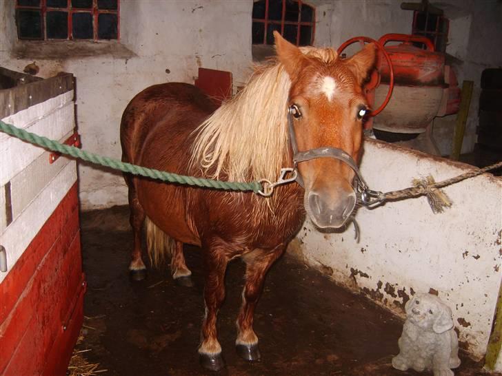 Shetlænder Sandie Bomlund - Puha.. Jeg går jo hen at blive våd af det her!!! billede 9