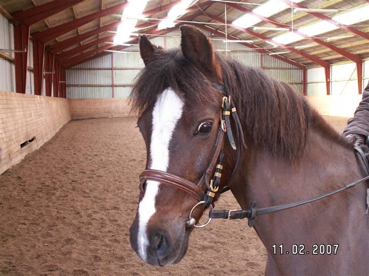 Welsh Pony af Cob-type (sec C) Nanna. - Det er den 10. februar 2007 og vi har lige været i Jylland for at hente Nanna, der lige landet. billede 13