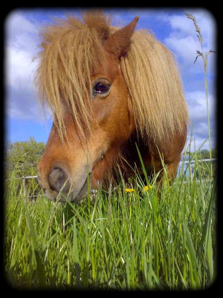Shetlænder - Oline - * Velkommen til Olines profil - Oline på sommergræs 2010 * billede 1