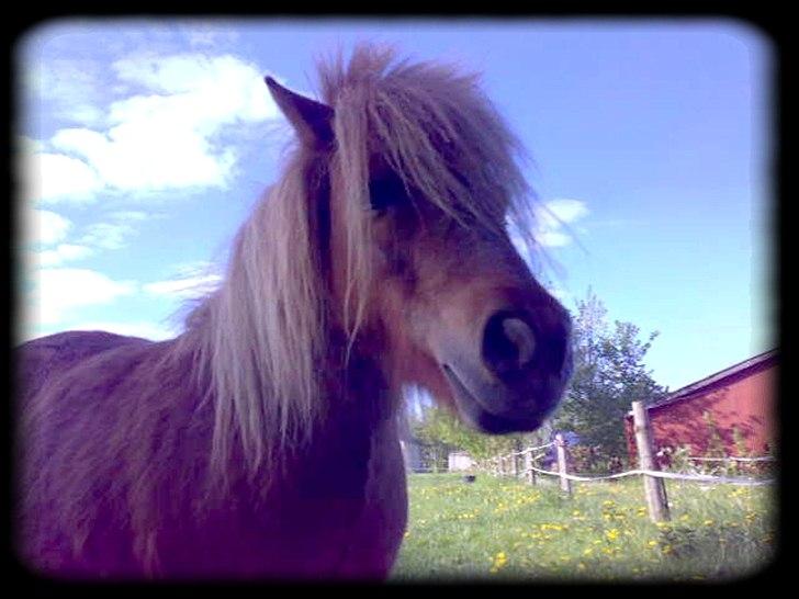 Shetlænder - Oline - * Verdens dejligste shetlænder * billede 2