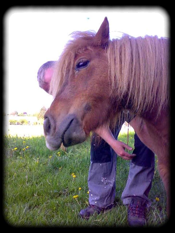 Shetlænder - Oline - * Oline som nyder at blive nusset :) * billede 3