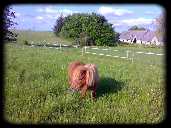 Shetlænder - Oline - * Oline som er ved at drukne i græs * billede 4