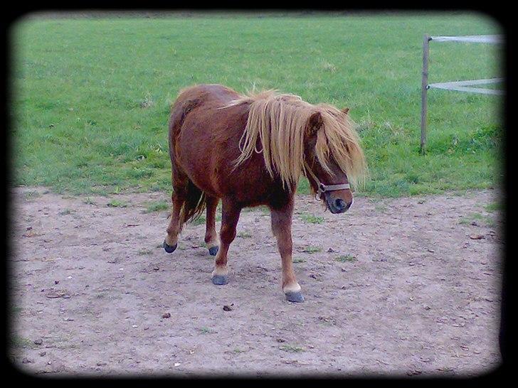 Shetlænder - Oline - * Skynder sig ind fra marken, inden maden får og forsvinde * billede 5