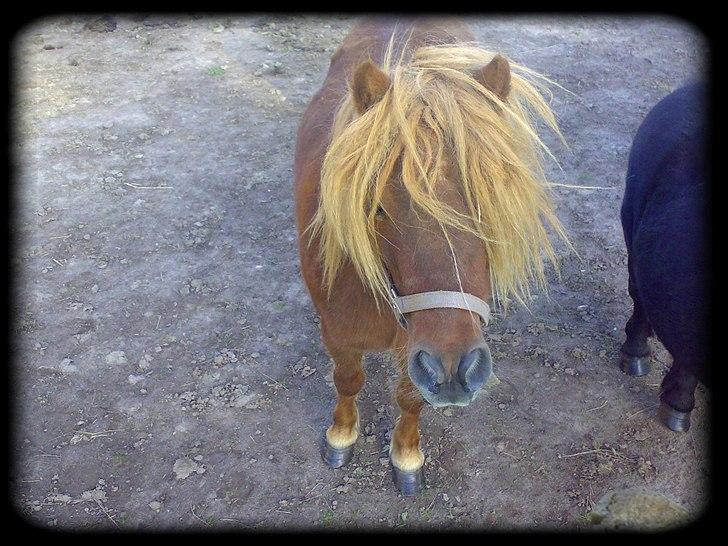 Shetlænder - Oline - * et tikkende blik * billede 6