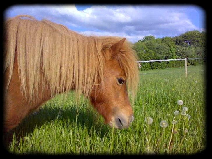 Shetlænder - Oline - * Sommergræs 2010 * billede 7