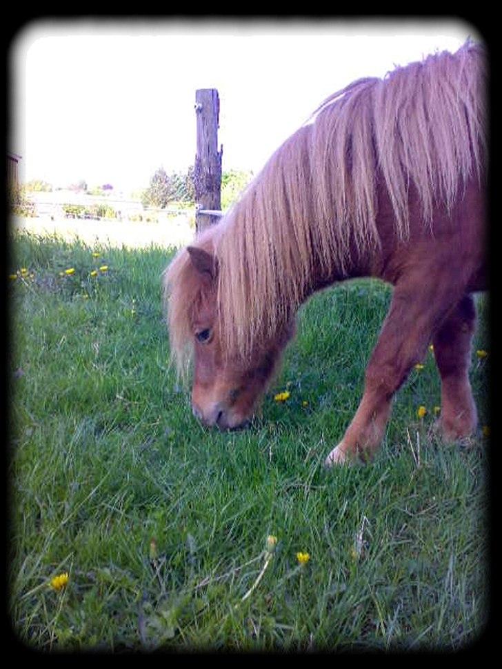 Shetlænder - Oline - * Sommergræs 2009 * billede 8