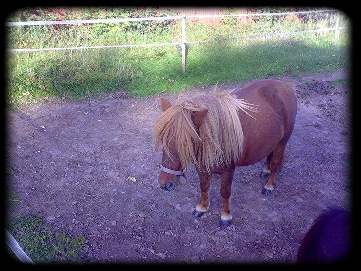 Shetlænder - Oline - * Lige inden de blev lukket ind på det store stykkegræs sommeren 2008 * billede 9