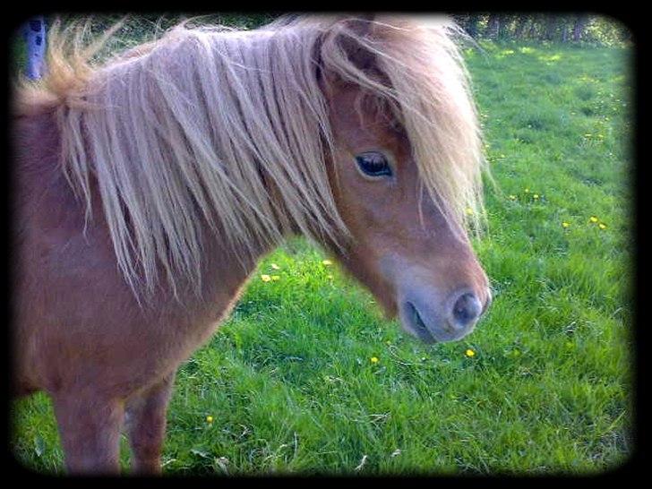 Shetlænder - Oline - * Olines smukke hovede * billede 10