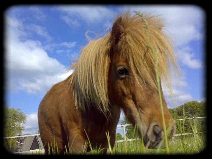 Shetlænder - Oline - * MASSER af græs. lige til at guffe i sig :D * billede 11