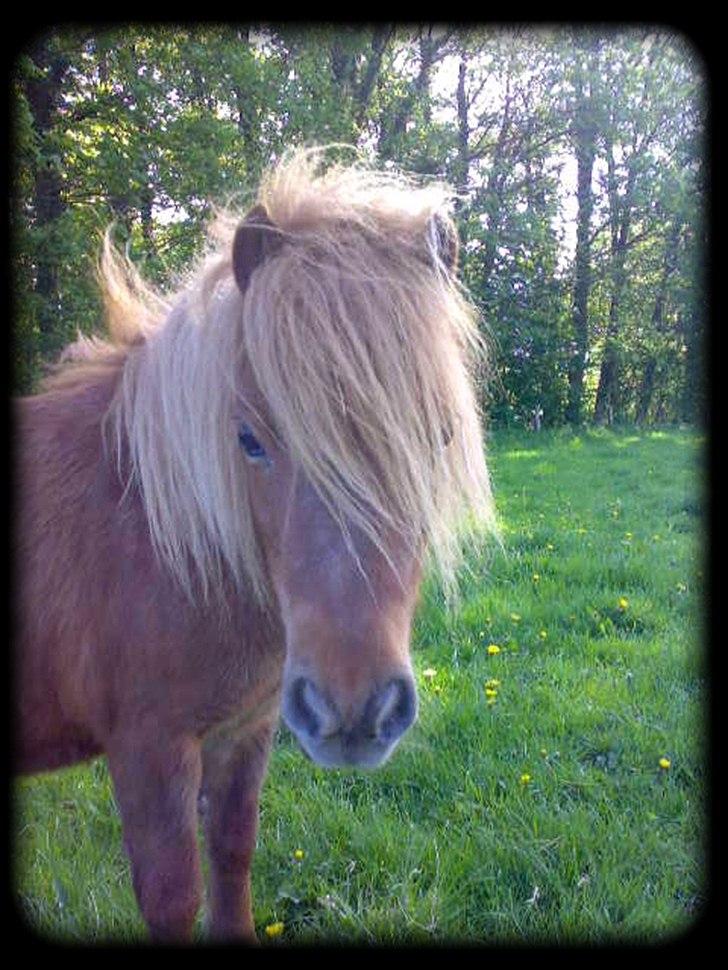 Shetlænder - Oline - * Godav :D  * billede 12