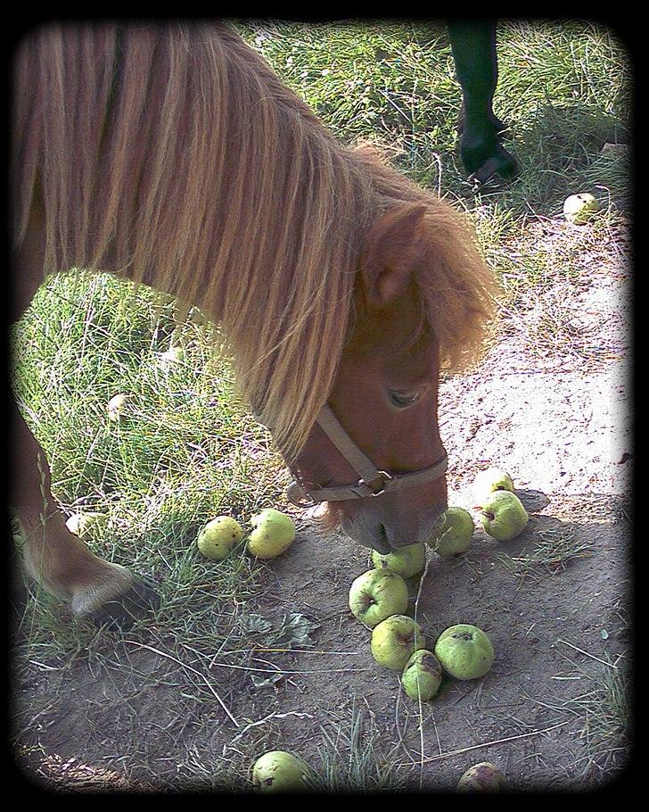 Shetlænder - Oline - * Mums - Oline 2007 * billede 13