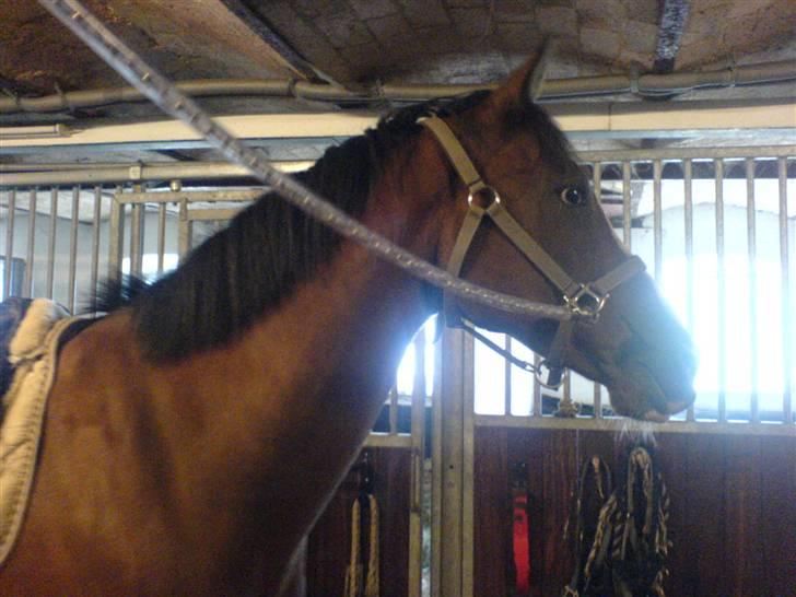 Hollandsk Varmblod Djuno/Lux :'( Aflivet :'( - Jeg savner dig :´( billede 7