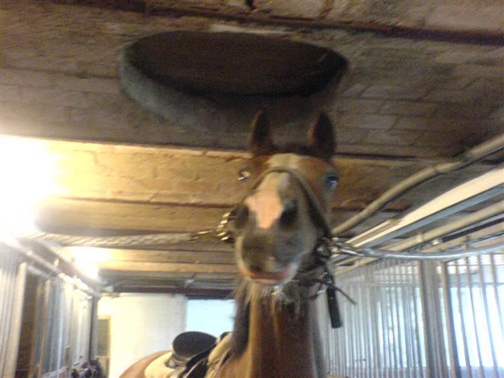 Hollandsk Varmblod Djuno/Lux :'( Aflivet :'( - Jeg savner dig :´( billede 8