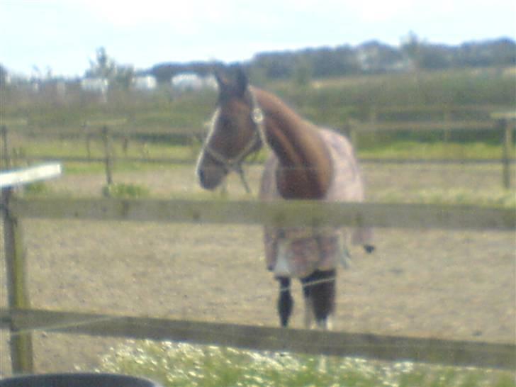 Hollandsk Varmblod Djuno/Lux :'( Aflivet :'( - Jeg savner dig :´( billede 9