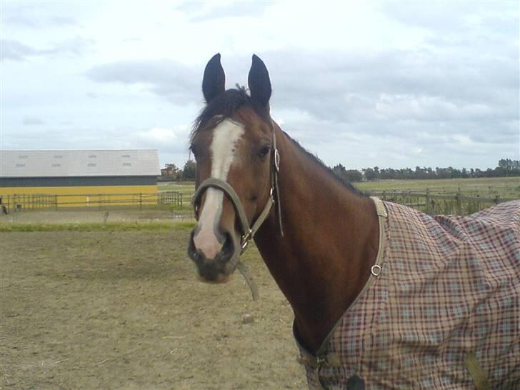 Hollandsk Varmblod Djuno/Lux :'( Aflivet :'( - Jeg savner dig :´( billede 10