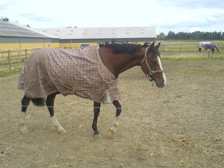 Hollandsk Varmblod Djuno/Lux :'( Aflivet :'( - Jeg savner dig :´( billede 11