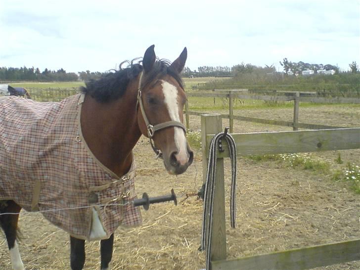 Hollandsk Varmblod Djuno/Lux :'( Aflivet :'( - Jeg savner dig :´( billede 12