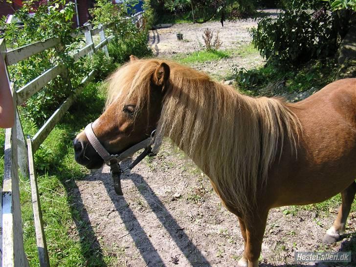 Shetlænder sussi har passet  - OBS*OBS*OBS* ved godt der er dobbel HG mærke på men det er fordi jeg har fået det af en ven billede 12