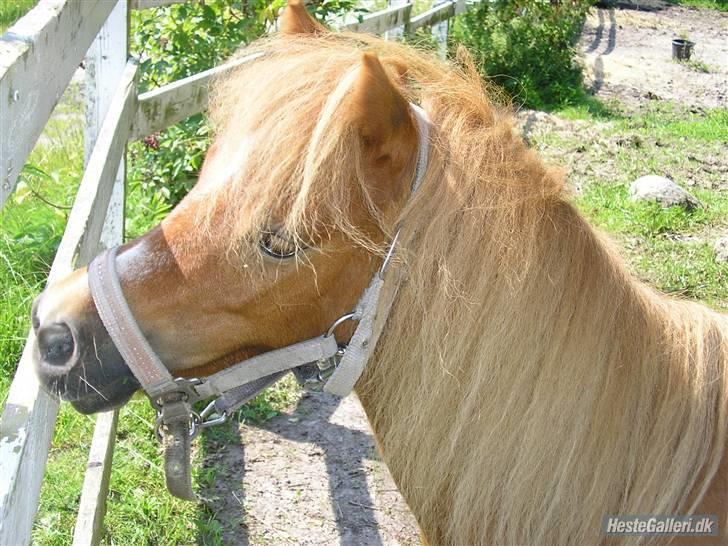 Shetlænder sussi har passet  - OBS*OBS*OBS* ved godt der er dobbel HG mærke på men det er fordi jeg har fået det af en ven billede 13