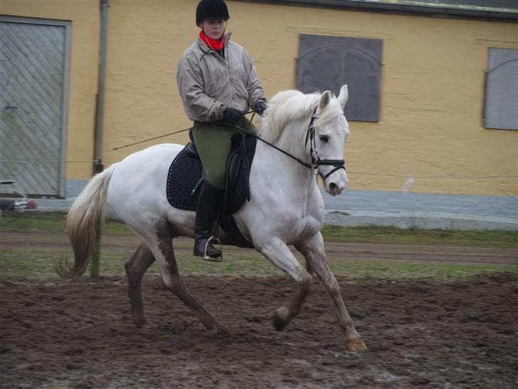 Anden særlig race Skyttegårdens Theodor billede 16